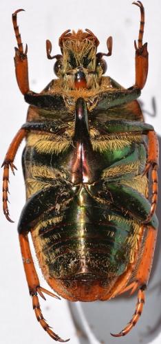 Mycterophallus sp.